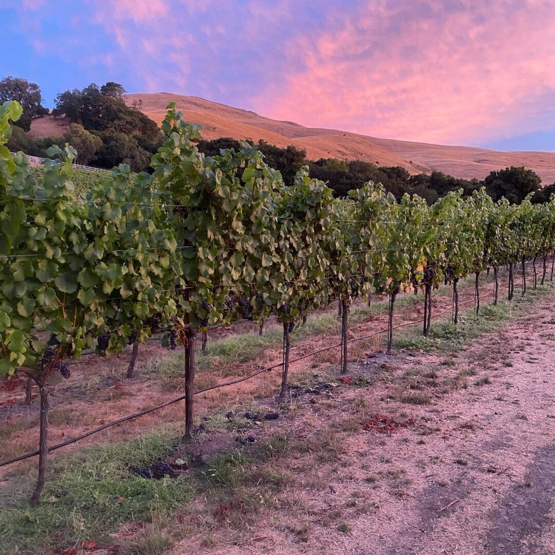 At the Pinnacle of Flavor The Unique Charms of 1,600Foot High Wine